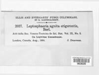 Leptosphaeria agnita image